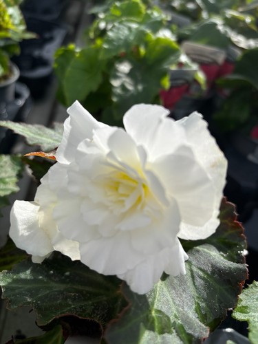 Six white hardy - hardy, begonia