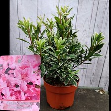 Evergreen Azalea Japonica Hot Shot Pink 2 Litre Pot Garden Plant Shrub