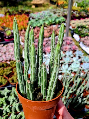 Senecio stapeliiformis the - senecio,