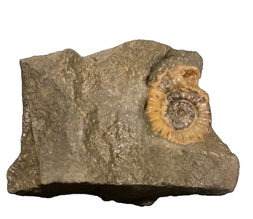 Authentic jurassic calcite - authentic,