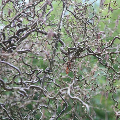 Corylus avellana contorta - avellana,