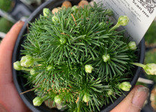 Armeria juniperifolia 'Alba'