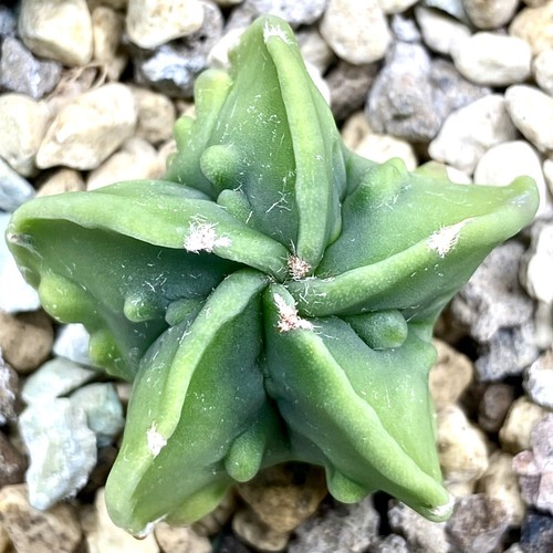 Astrophytum myriostigma