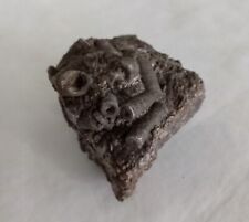 Crinoid Sea Lily Fossil Multiblock Deathbed 6.5 CM UK Specimen