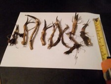 25  Fresh Horseradish plants