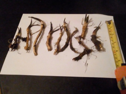 Fresh horseradish plants - ,