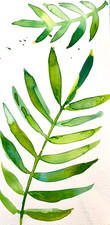 Original Watercolour Botanical