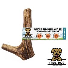 Whole Wild Antler Dog Chews -