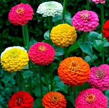 45 x ZINNIA ELEGANS California