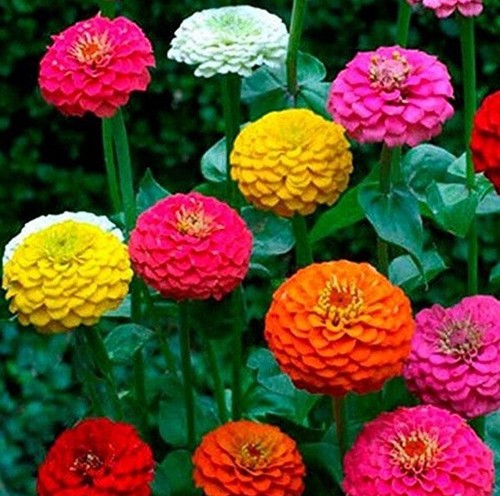 Zinnia elegans california - 45, x