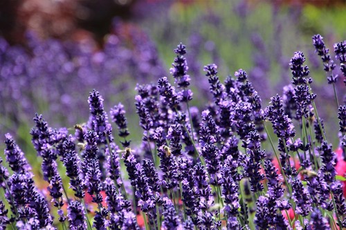 Live sensational lavender - live,