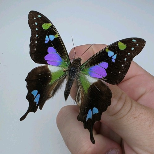 Graphium weiskei set - graphium,