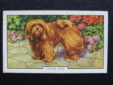 LHASSA APSO Dogs 2nd Series by Gallaher Ltd 1938
