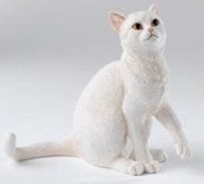 Country Artists  White Cat