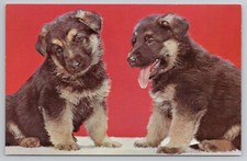 Two Cute German Shepard Puppies Postcard