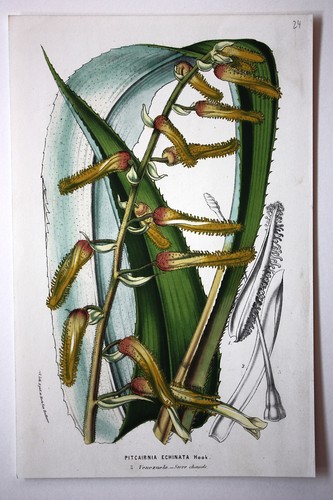 Genuine antique flower print