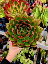 Echeveria Agavoides Red Tip - Large succulent plant 