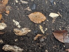 Organic Invertebrate Substrate