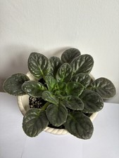 African Violet Saintpaulia