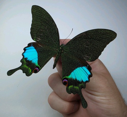 Papilio karna set specimen - karna,