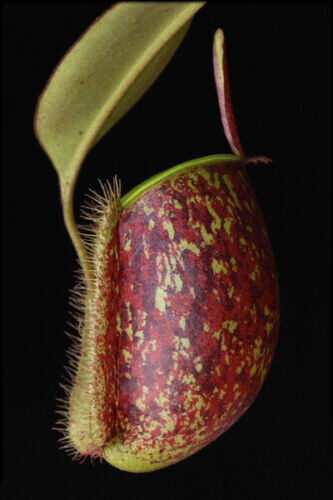 Nepenthes ampullaria tricolor - nepenthes,