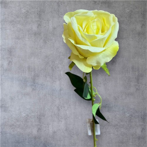 Realistic single velvet - velvet, rose