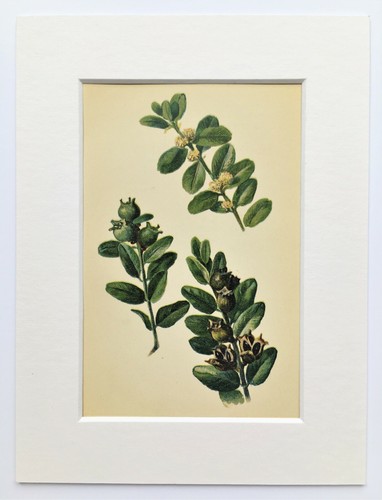 Box tree leaves mounted 1880 - tree,