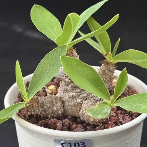 Euphorbia parvimedusae rare - euphorbia,