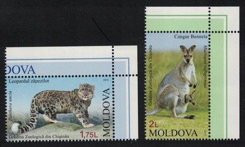Snow leopard wallaby - leopard,