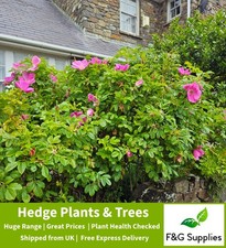 Rosa Rugosa hedging rose native hedgerow bare root pink hedge plants - 4 sizes!