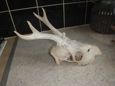 Antlers of a Roe Deer Taxidermy Skull Horns