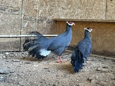 Assorted Pheasant Hatching