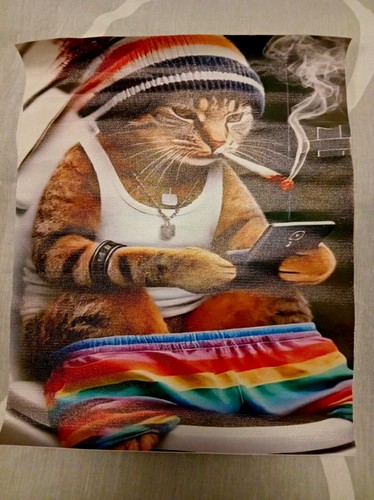Humorous ginger tabby - humorous, cat