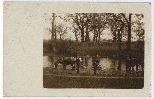 Workmen giving horses - horses, a