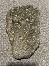 Extra Large, Slab Of Marine Fossils, Shells, Limestone.