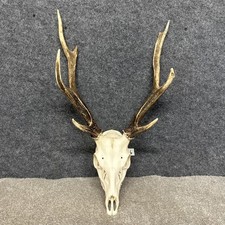 8 point Sika Deer Stag Skull