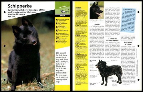 Schipperke breed dogs of - dogs,