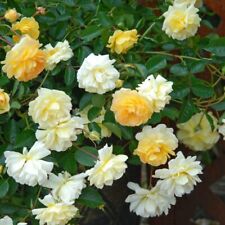 Rose 'Scentifall Lemon' -