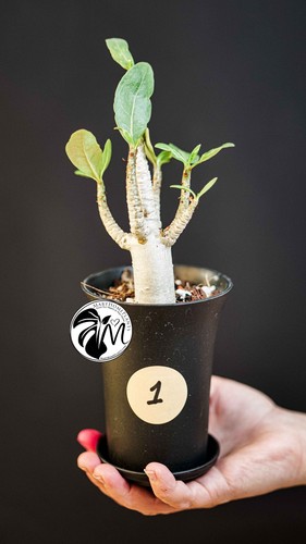 Adenium obesum baobab - adenium,