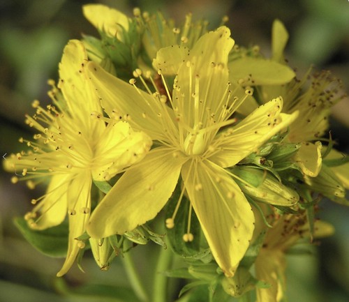 Johns wort wild - johns,