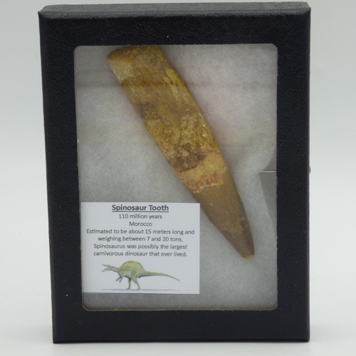 Spinosaurus dinosaur fossil - dinosaur,