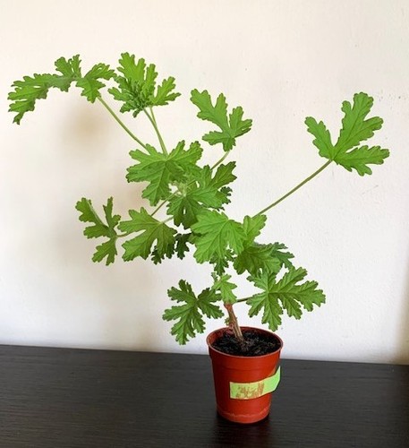 Pelargonium westerlund rose - dr,