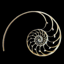 Large Center Sliced Pearl