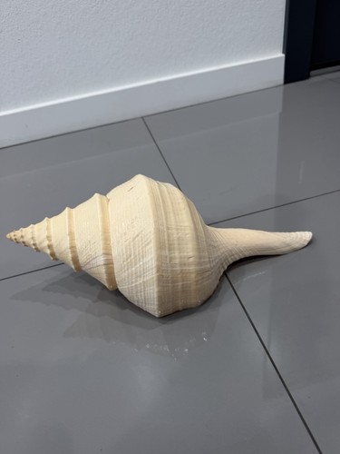 Large australian trumpet shell - trumpet,