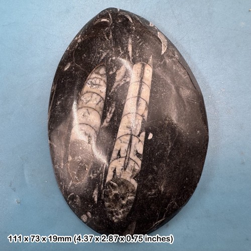 Orthoceras fossil genuine - fossil,