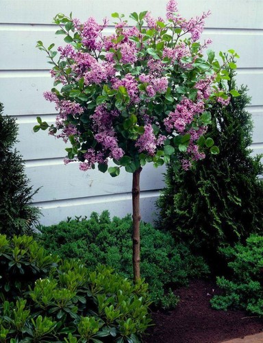 Syringa vulgaris lilac - syringa,