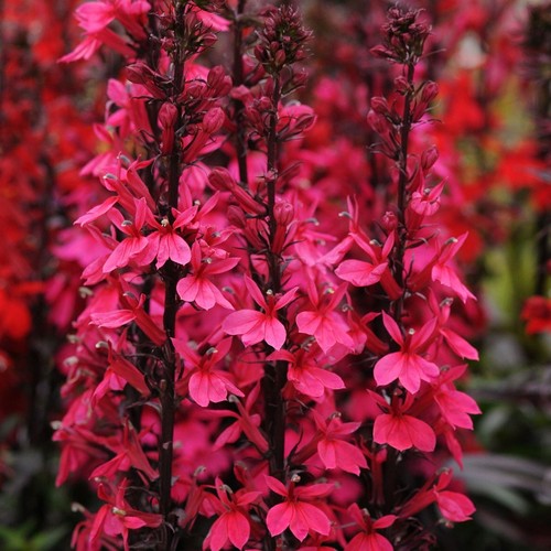 Lobelia starship rose 9cm - starship, |