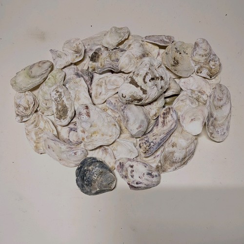 10x oyster shells - oyster,