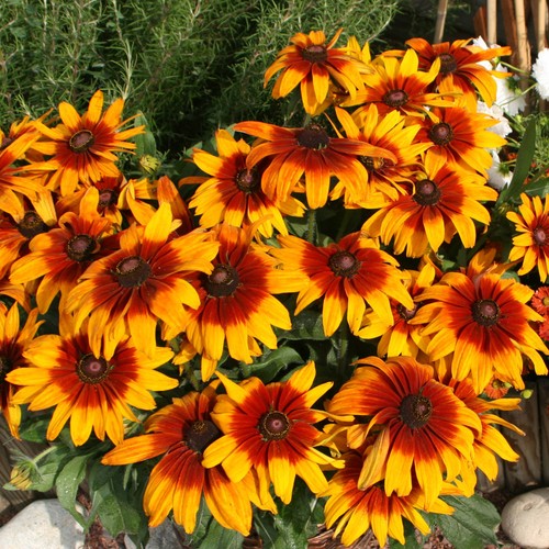 Rudbeckia cappuccino black - rudbeckia,