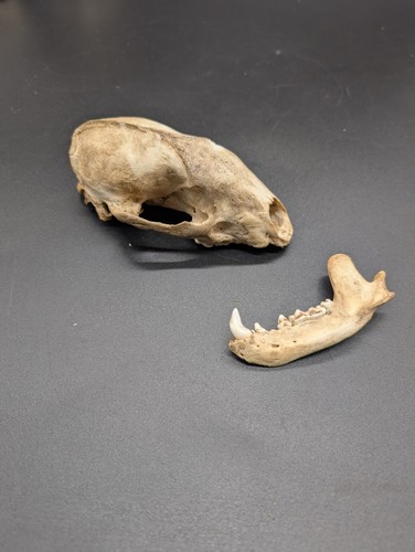 British wild mammal skull - british,